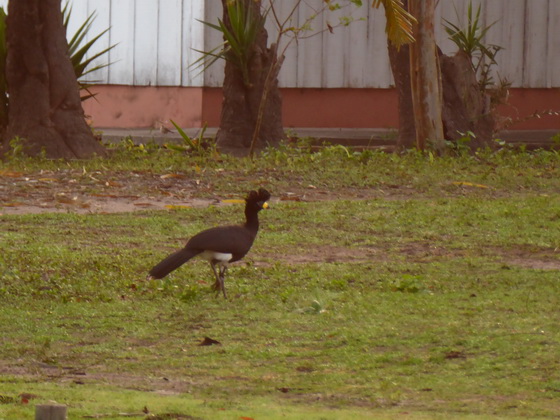 Bare-faced-Curassow