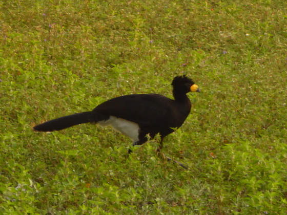 Bare-faced-Curassow