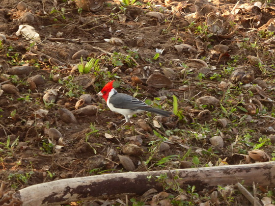 ellow Bill Cardinal Gelbschnabel Kardinal  Red Crested Cardinal 