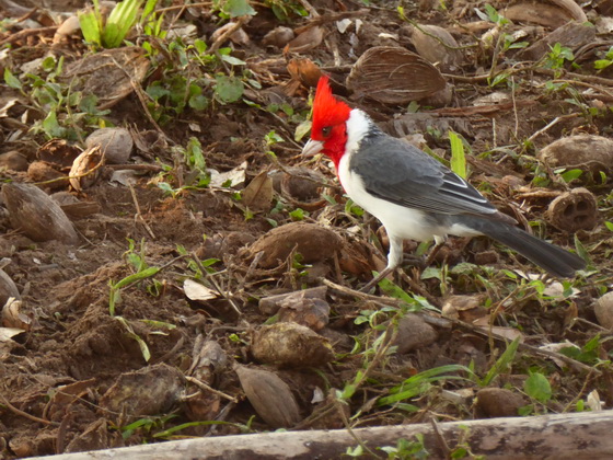 Kardinal  Yellow Bill Cardinal Gelbschnabel Kardinal  Red Crested Cardinal 