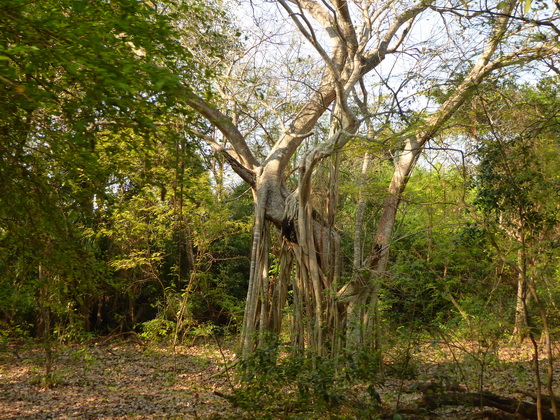 POUSADA Xaraes pantanal-sundowner