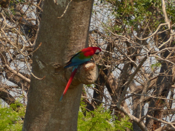   Macaw  Red-and-green-Macaw  Macaw  Red-and-green-Macaw  