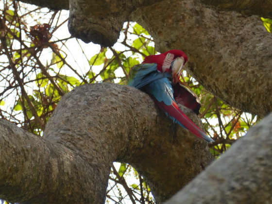   Macaw  Red-and-green-Macaw  Macaw  Red-and-green-Macaw  