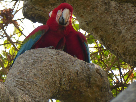   Macaw  Red-and-green-Macaw  Macaw  Red-and-green-Macaw  