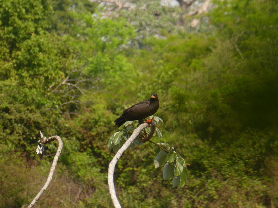 Snail Kite