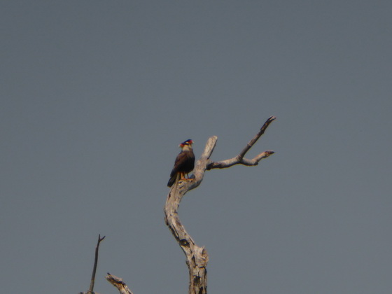   Cara CaraCara Cara