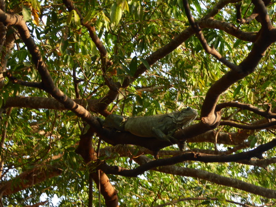 kaiman on Island Jacare Lizard 