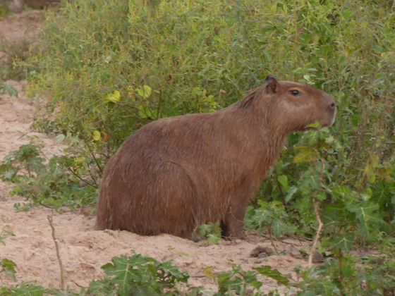 capybara Wasserschwein