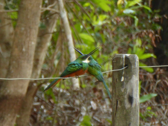    Jacamar Jacamar 