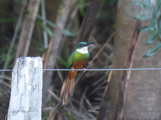    Jacamar Jacamar 