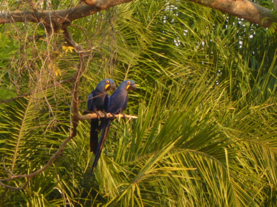 Hyazinth-Ara Blauaras gehören die drei Arten Hyazinth-Ara (Anodorhynchus hyacinthinus), Lear-Ara (Anodorhynchus leari) und Türkisara (Anodorhynchus glaucus).  Macaw