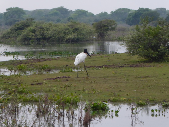 POUSADA Xaraes Jabiru Tuiuiui Storch wie Marabu in Africa 