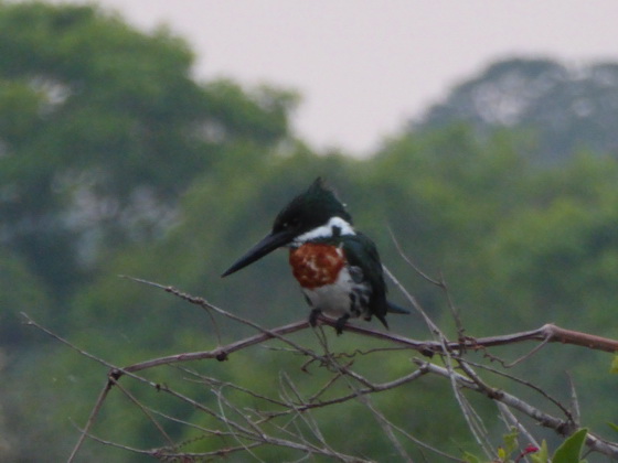 kingfisher