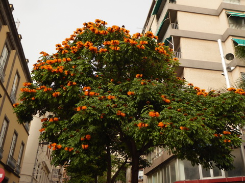 Teneriffa Santa Cruz de Tenerife  Kanaren Garcia Sanabria Park Rambla Santa Cruz  