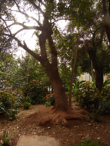 Teneriffa Santa Cruz de Tenerife  Kanaren Garcia Sanabria Park Rambla Santa Cruz 