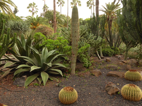 Teneriffa Santa Cruz de Tenerife  Kanaren Garcia Sanabria Park Rambla Santa Cruz 