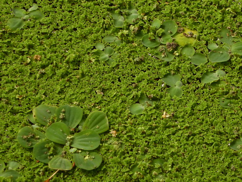 Teneriffa Santa Cruz de Tenerife  Kanaren Garcia Sanabria Park Rambla Santa Cruz  Teneriffa Santa Cruz de Tenerife  Kanaren Garcia Sanabria Park Rambla Santa Cruz   