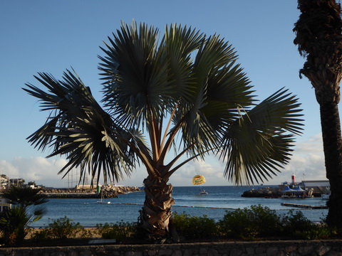 Gran Canaria    Puerto Rico 