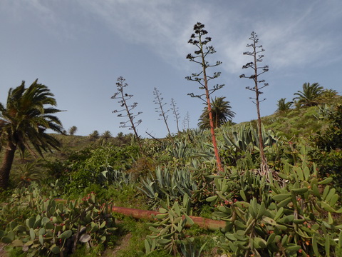   Gomera San sebastian Roque Columbus Gomera