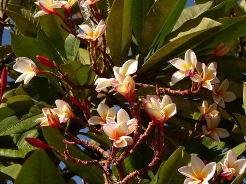 Gran Canaria   Puerto Rico  