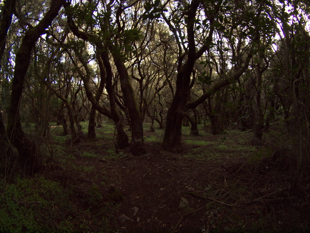 Gomera Inselwandern in den Lorbeerwaeldern 