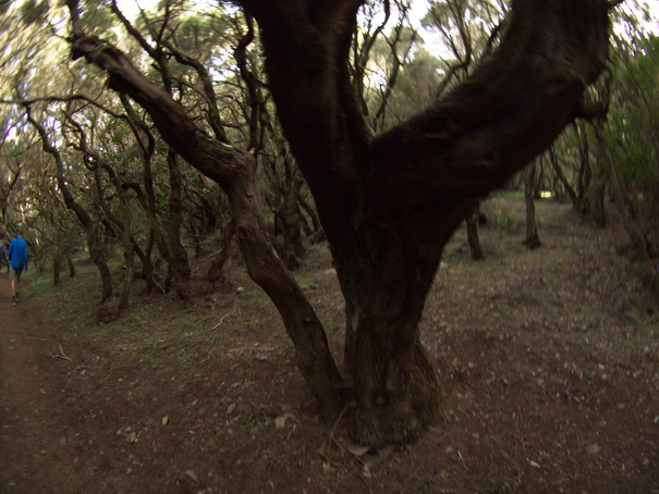 Gomera Inselwandern in den Lorbeerwaeldern 