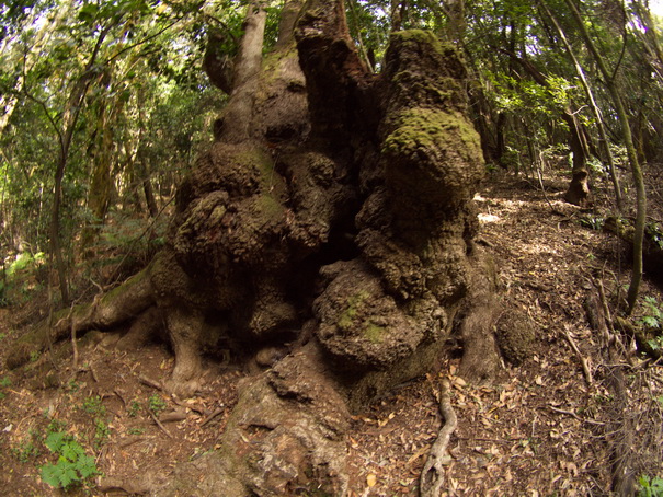 Gomera Inselwandern in den Lorbeerwaeldern  Baumheidewälder 