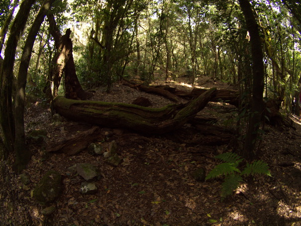 Gomera Inselwandern in den Lorbeerwaeldern  Baumheidewälder 