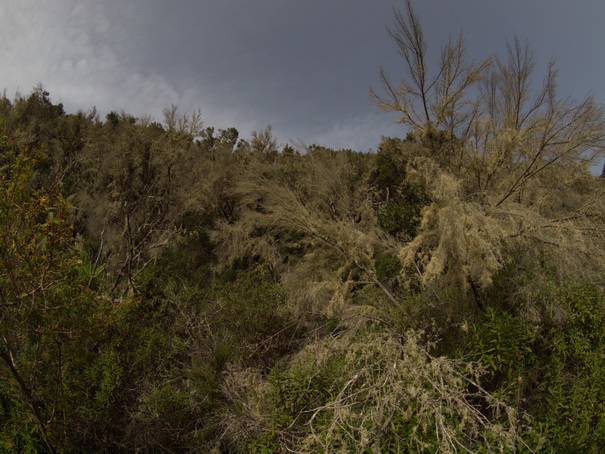 Gomera Inselwandern in den Lorbeerwaeldern  Baumheidewälder 