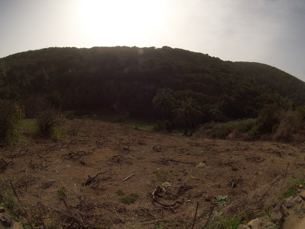 Gomera Inselwandern in den Lorbeerwaeldern Baumheidewälder 