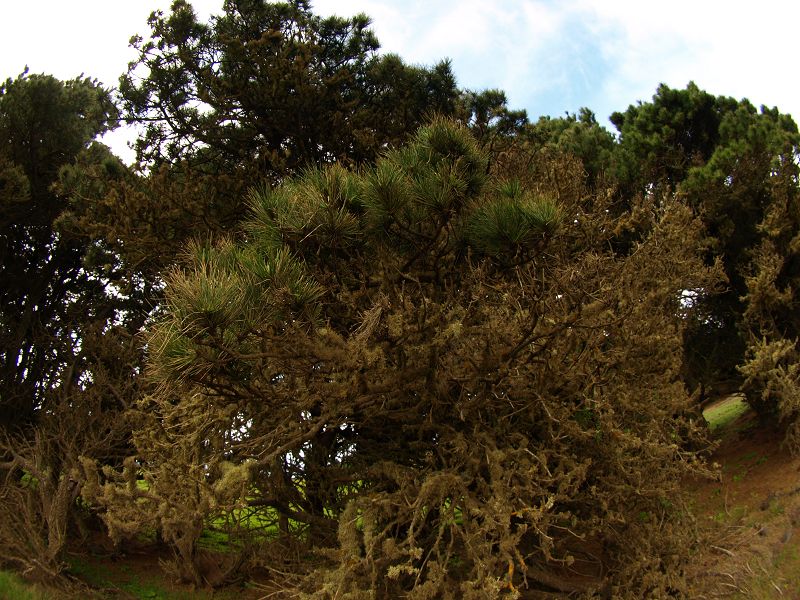 Sabinosa Wacholderwald von El Sabinar windgeformte WachholderbäumeSabinosa Wacholderwald von El Sabinar