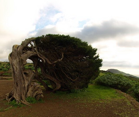 Sabinosa Wacholderwald von El Sabinar windgeformte WachholderbäumeSabinosa Wacholderwald von El Sabinar