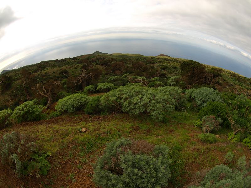 Sabinosa Wacholderwald von El Sabinar windgeformte WachholderbäumeSabinosa Wacholderwald von El Sabinar