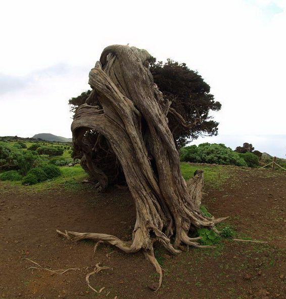 Sabinosa Wacholderwald von El Sabinar windgeformte WachholderbäumeSabinosa Wacholderwald von El Sabinar