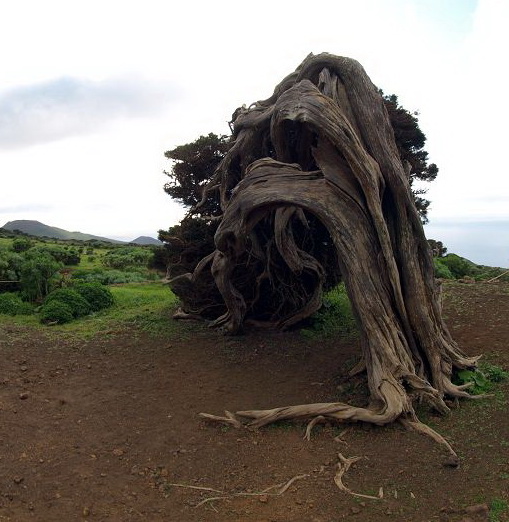 Sabinosa Wacholderwald von El Sabinar windgeformte WachholderbäumeSabinosa Wacholderwald von El Sabinar