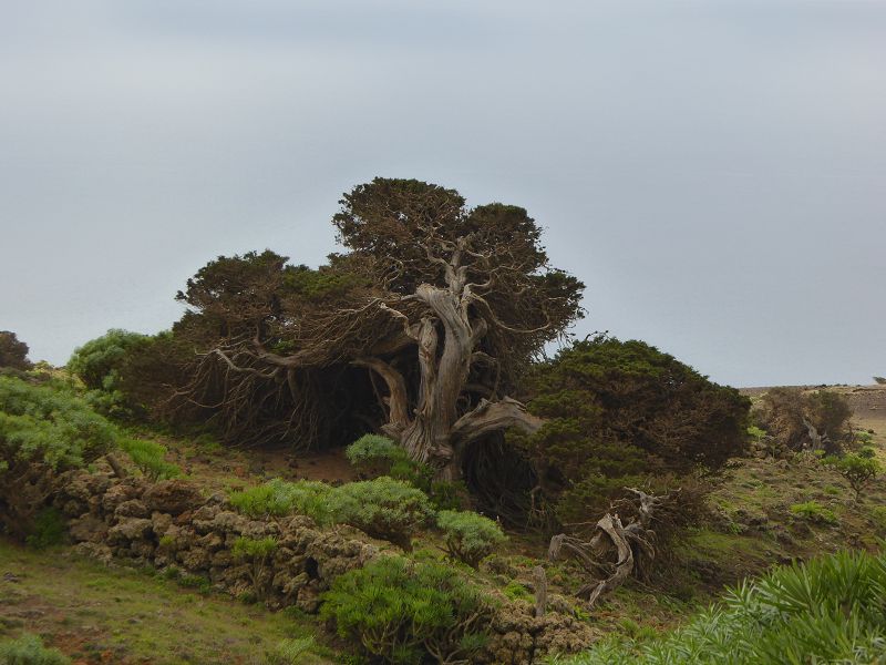 Sabinosa Wacholderwald von El Sabinar windgeformte Wachholderbäume