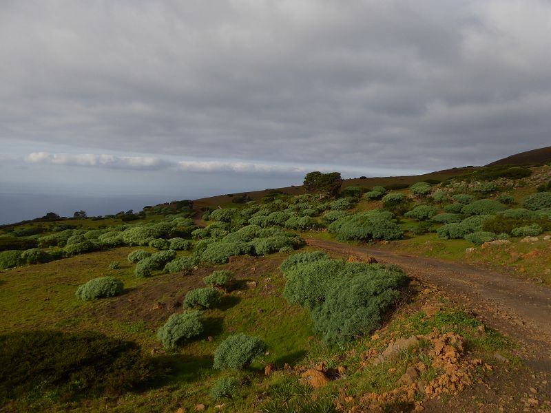 Sabinosa Wacholderwald von El Sabinar windgeformte Wachholderbäume