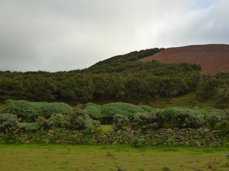 Sabinosa Wacholderwald von El Sabinar windgeformte Wachholderbäume