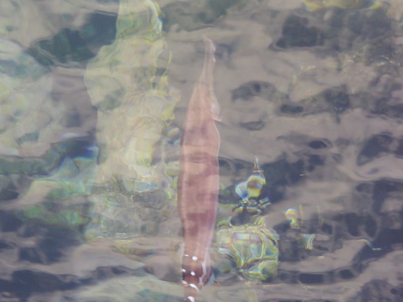 Puerto de Esataca El Hierro Porto Puerto de la Estaca Trumpetfish 