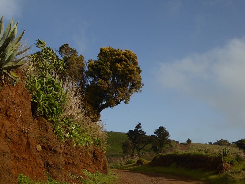 GAROE  ist der heilige Baum Arbol Santo auf El Hierro San Adres Valverde Stinklorberbaum 