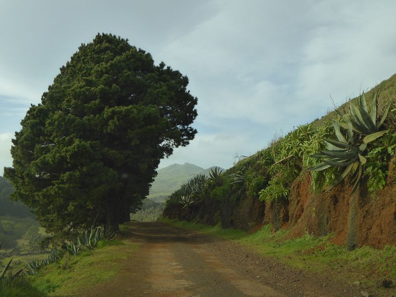 GAROE  ist der heilige Baum Arbol Santo auf El Hierro San Adres Valverde Stinklorberbaum 