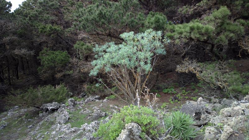 Mirador Bascos Blick runter Pozo de la Salud Blick in die Caldera El Golfo