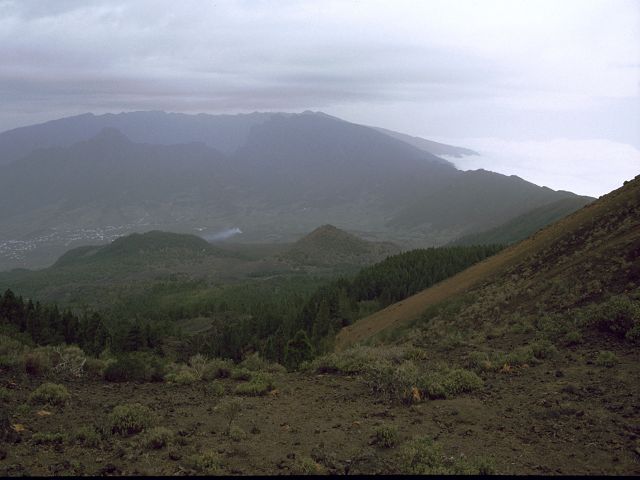 La Palma  Drachenbäume El Pinar 