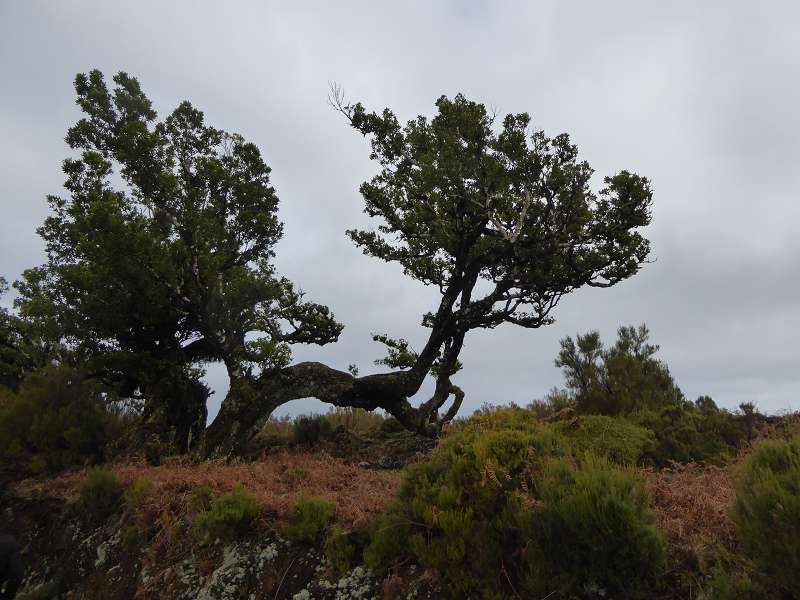    Madeira  Lorbeerwälder Laurasilva Lorbeerwald  Madeira   Cabo  Madeira  Lorbeerwälder Laurasilva Lorbeerwald 