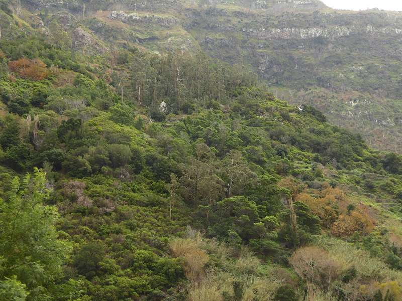    Madeira   Landschaft  Madeira     Landschaft 