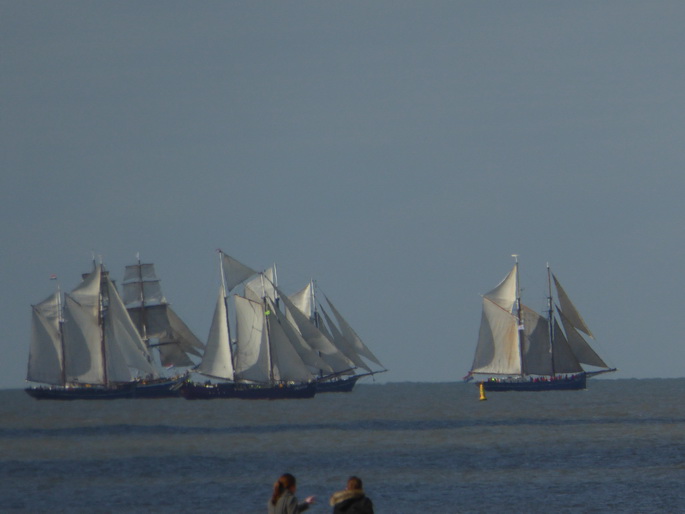 Scheveningen Seesterne nach dem Sturm Seestern