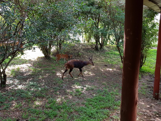 bushbock near tent 