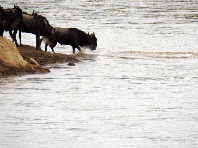 Crossing mara 2017