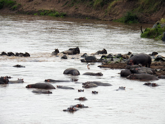 Crossing mara 2017