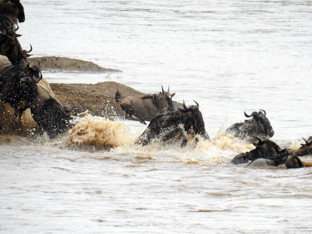 Crossing mara 2017